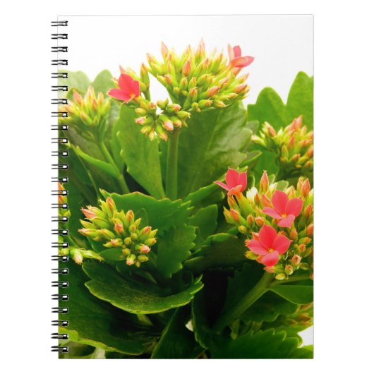 Kalanchoe blossfeldiana notitieboek (Voorkant)