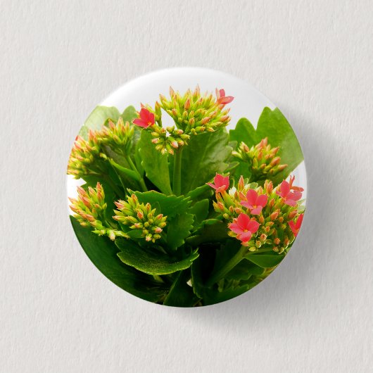 Kalanchoe blossfeldiana ronde button 3,2 cm (Voorkant)