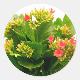Kalanchoe blossfeldiana ronde sticker