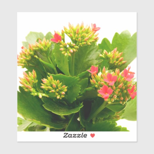 Kalanchoe blossfeldiana sticker (Vel)