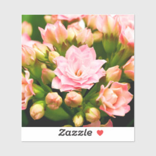 Kalanchoe calandiva sticker