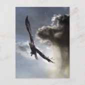 Kale adelaar Briefkaarten (Voorkant)