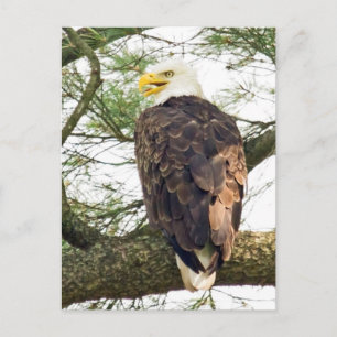 Kale adelaar in dennenboom briefkaart