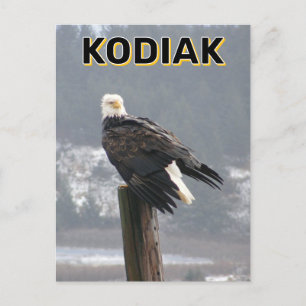 Kale adelaar in Kodiak, Alaska Briefkaart