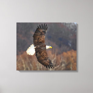 Kale adelaar over herfstbomen canvas afdruk
