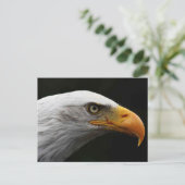 Kale adelaar pccnm briefkaart (Staand voorkant)