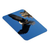 kale arend, Haliaeetus leuccocephalus, aanlanding Magneet (Rechterzijde)