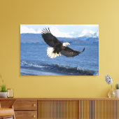 kale arend, Haliaeetus leuccocephalus, tijdens de  Canvas Afdruk (Insitu (Woonkamer))