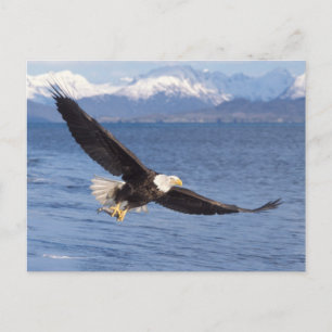 kale arend, Haliaeetus leucocephalus, tijdens vluc Briefkaart