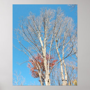 Kale bomen poster