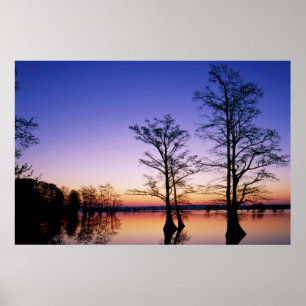 Kale cypressbomen in silhouet bij zonsondergang, poster