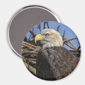 Kale Eagle Spring Nest Magnet Magneet (Voorkant / Achterkant)