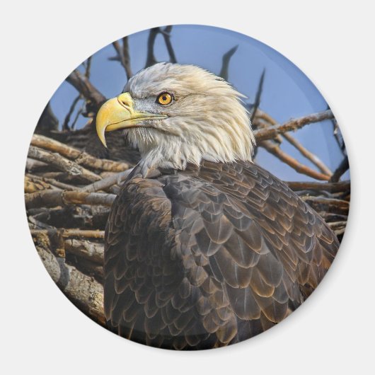 Kale Eagle Spring Nest Magnet Magneet (Voorkant)