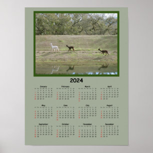 Kalender - 2024 Alpaca Kalender Poster