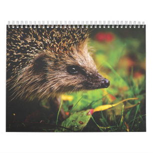Kalender Hérissons, Hedgehog