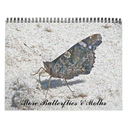 Kalender - Meer vlinders & motten (Hoes)