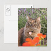 Kalender, Nasturtium en een tortoiseshel kat Briefkaart (Voorkant / Achterkant)