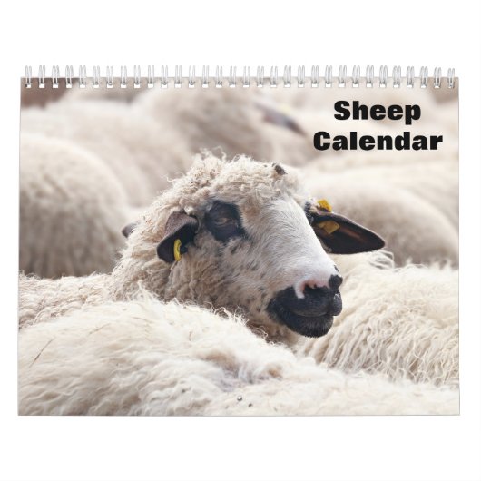 Kalender schapen 2026 (Hoes)