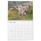 Kalender schapen 2026 (Mar 2027)