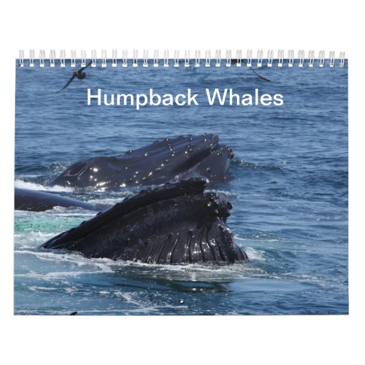 Kalender van de Humpback Whales (Hoes)