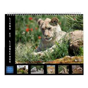 Kalender voor 12 maanden Leeuwenfamilie