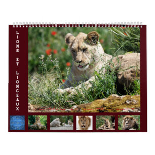 Kalender voor 12 maanden Leeuwenfamilie
