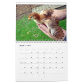 Kalender voor kippen 2011 (Mar 2027)