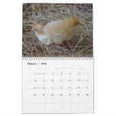 Kalender voor kippen en roosters (Feb 2026)