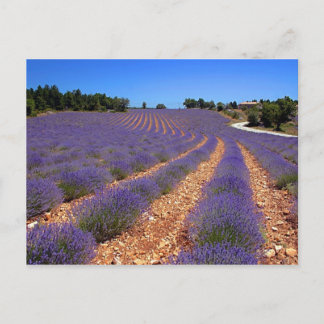 Kalenderveld in Provence Briefkaart