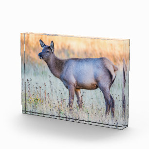 Kalf eland Madison Junction, Wyoming Fotoblokken