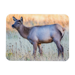 Kalf eland Madison Junction, Wyoming Magneet