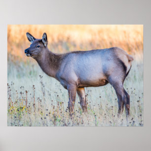 Kalf eland Madison Junction, Wyoming Poster