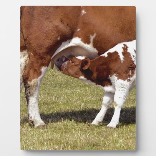 Kalf zuigt fotoplaat (Voorkant)