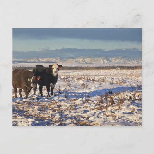 kalgary , alberta , canada briefkaart (Voorkant)