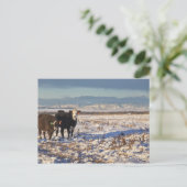 kalgary , alberta , canada briefkaart (Staand voorkant)