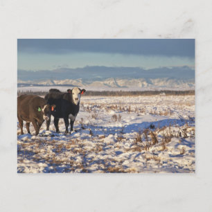 kalgary , alberta , canada briefkaart