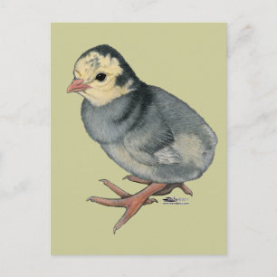 Kalkoen Poult Blue Leisteen Briefkaart