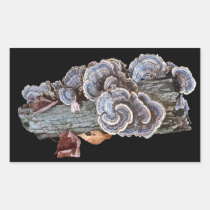 Kalkoen Staart Sticker Trametes versicolor