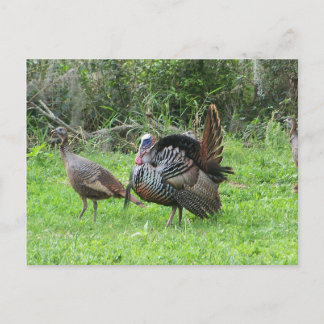 Kalkoenen op West Lake Toho Briefkaart