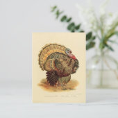 kalkoenengeïllustreerd collectie briefkaart (Staand voorkant)