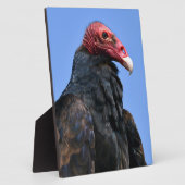 Kalkoengier Fotoplaat (Zijkant)