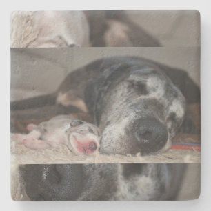Kalksteen Coasters Great Dane fotografie Stenen Onderzetter
