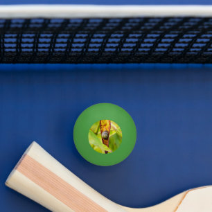 kalm gehechtheid pingpongballen