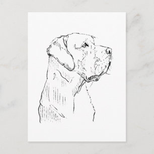 Kalm Labrador Retriever Ansichtkaart Briefkaart