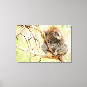 KALME KOALA 24x36 Canvas Afdruk