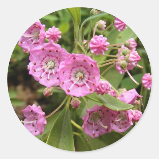 Kalmia 104 ~ autocollant (Devant)