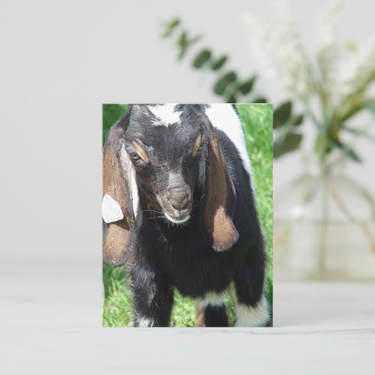 Kalvin Briefkaart (Staand voorkant)