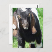 Kalvin Briefkaart (Voorkant / Achterkant)