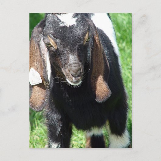 Kalvin Briefkaart (Voorkant)