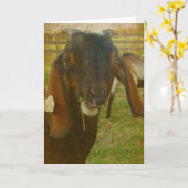 Kalvin Hallo Kaart (Gele Bloem)